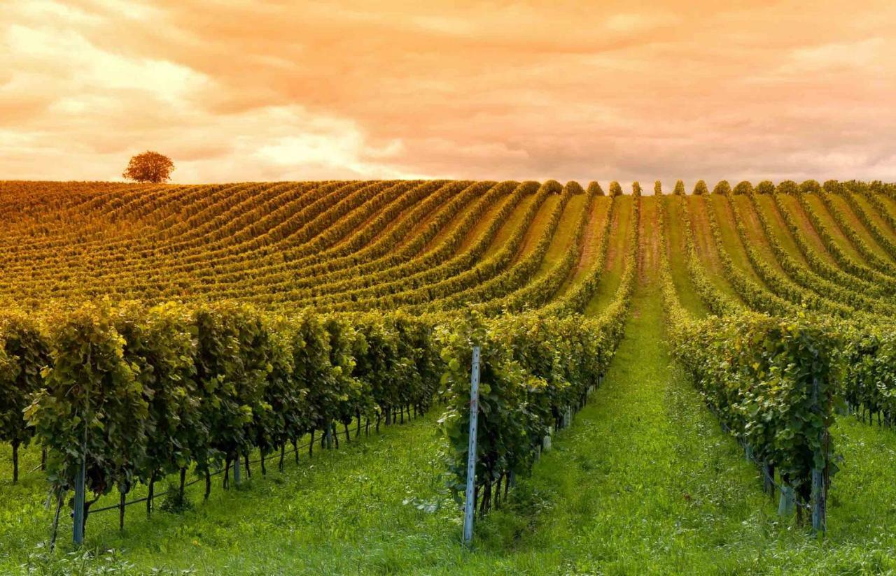 Вилла Domaine Jean-Got, Proche De Saint Emilion Lugaignac Экстерьер фото